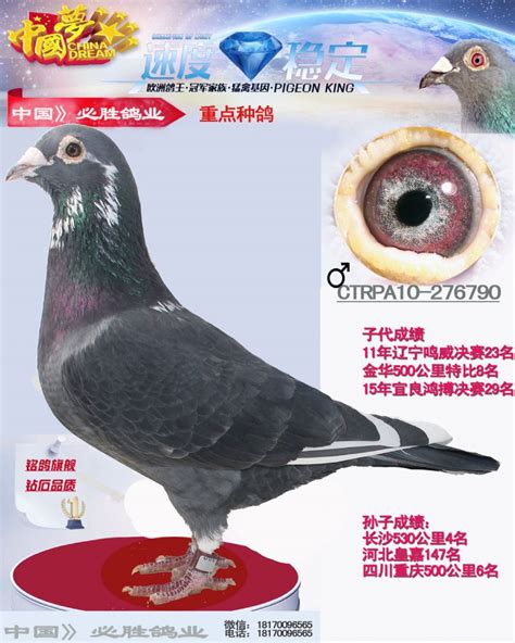 台湾原环戈登系超级种鸽 - 必胜鸽业