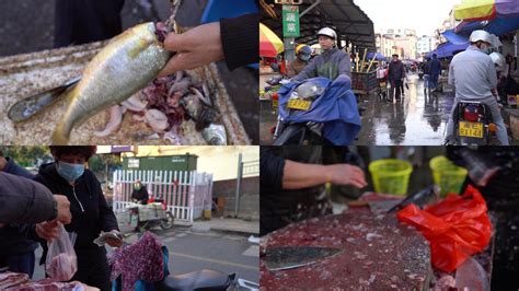 菜市场常见的鱼草鱼,菜市场常见的鱼,菜市场常见的鱼种类(第5页)_大山谷图库