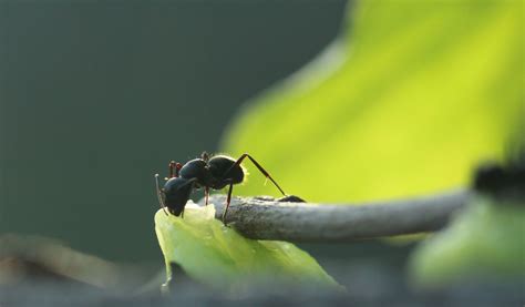 【待产的蚂蚁摄影图片】西安生态摄影_太平洋电脑网摄影部落