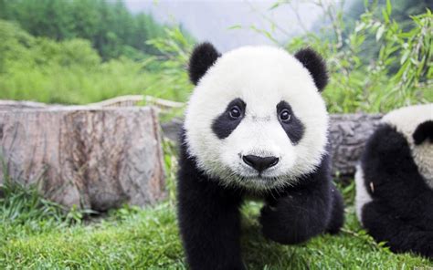 野生大熊猫增多，会不会跑到邻国，变成非中国独有物种？