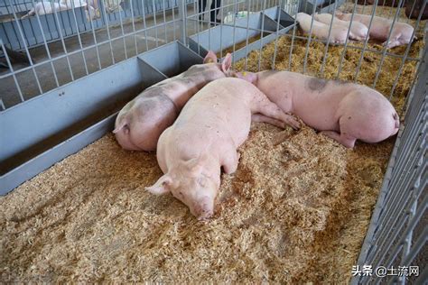 环保约束下，法国养猪业有哪些值得借鉴的地方？ - 知乎