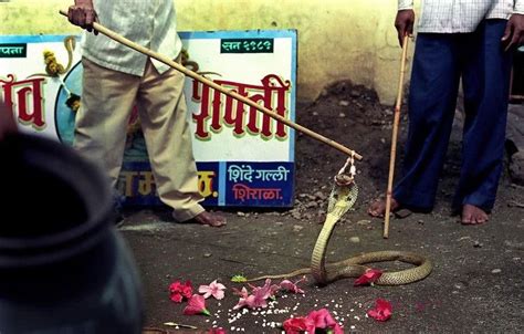 印度人在舞蛇时是如何操控蛇的，为何不会被咬？地导：原因就三点