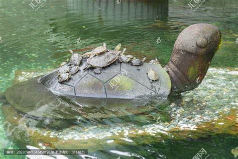 寺庙放生池内的乌龟灵性十足