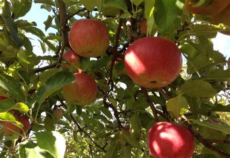 坚持1年每天吃一个苹果 看看你的身体会怎样 — 水果百科吧