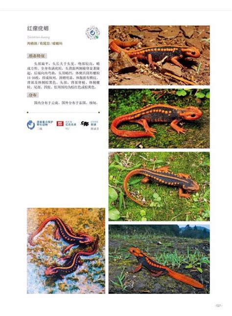 《国家重点保护野生动物图鉴》中国首部收齐最新版国家重点保护野生动物的图文出版物_www.isenlin.cn