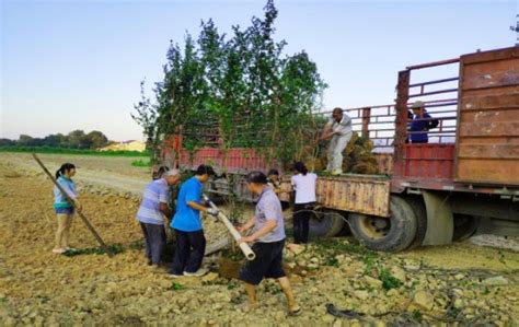 跟着“苗木贩子”学苗木经营之道-种植技术-中国花木网