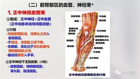 上肢动脉解剖图图片