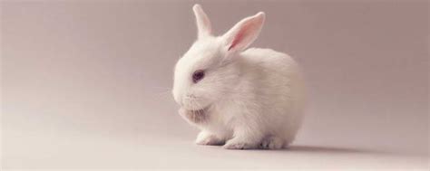 描写小白兔的特点 小白兔有哪些特征_知秀网