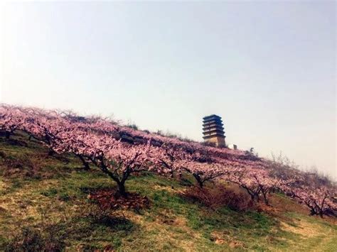 杭州千桃园第一朵桃花开了 趁着好天气不妨来逛逛_杭州网