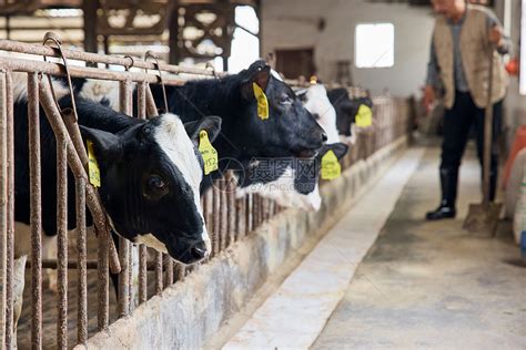 当奶牛遇上“智能” ——智能奶牛场开启河北奶业新时代