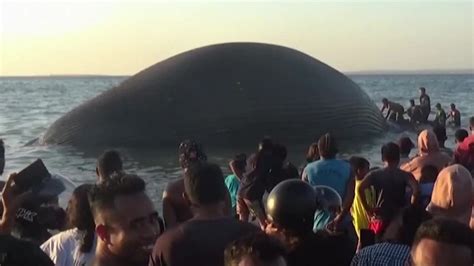 印尼23米巨型蓝鲸死亡被冲上海滩 被发现时尸体已肿胀_凤凰网视频_凤凰网