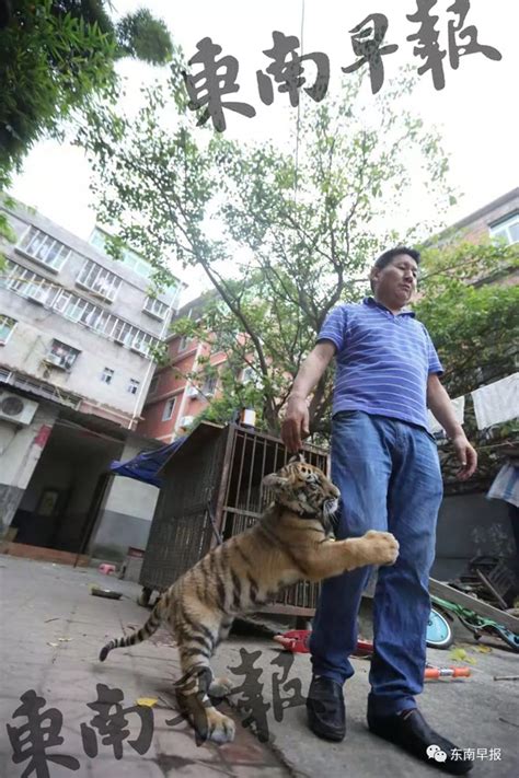 河南原阳一只逃脱老虎被抓，曾在国道被撞伤打麻药抓住|界面新闻 · 中国
