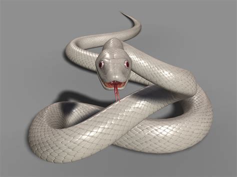 白蛇模型动画maya文件 白蛇 蛇类 毒蛇 动物 爬行动物 冷血动物 恐怖动物