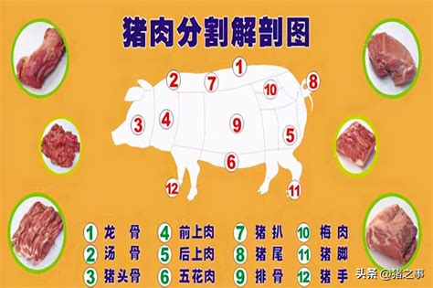 分割猪肉各部位介绍及吃法大全_蔬东坡资讯