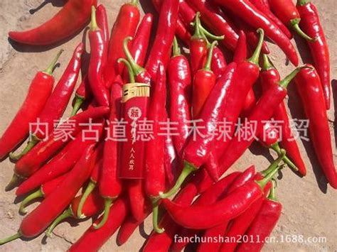 内蒙古开鲁金塔，千斤红鲜辣椒即将上市_辣椒价格行情_蔬菜商情网