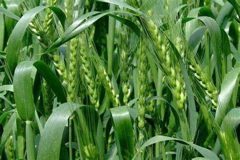 众麦998小麦品种介绍-农百科