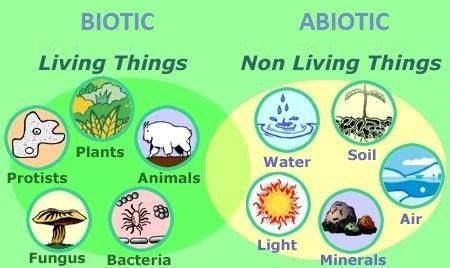are types of soil biotic or abiotic factor - Brainly.ph