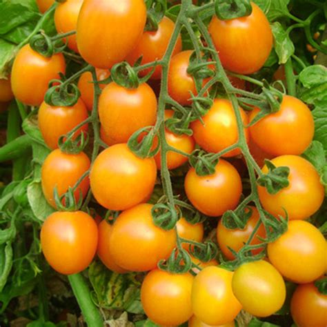老品种西红柿种子圣女果小番茄种籽四季阳台盆栽春季高产蔬菜种孑_虎窝淘
