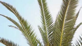 棕榈的养殖方法和注意事项 - 花百科