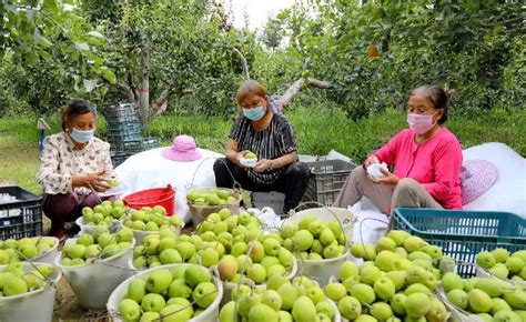 以行动赋能新疆农业发展 伊日克斯庆成立农民专业合作社 - 知乎