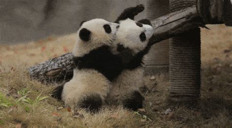 罕见白色野生大熊猫完整影像首度公开 浑身雪白体态稚拙_凤凰网视频_凤凰网
