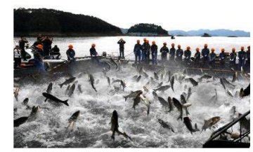 郑州在线-新闻-浙江千岛湖上演“巨网捕鱼” 现万鱼群跃盛景