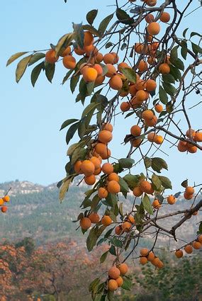 嵩县遍山柿子红：一味看得见、吃得着、记得住的乡愁_河南频道_凤凰网