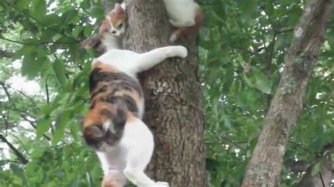 小猫爬上树下不来，猫妈妈上树救援，真是操碎了心！_腾讯视频