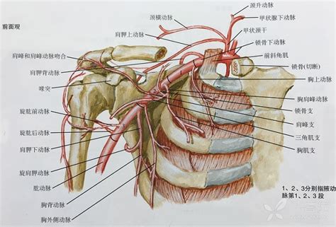 乳腺解剖图图片