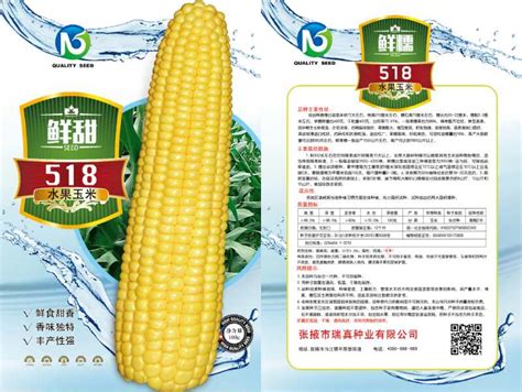 高产玉米种-济南朝晖种业有限公司