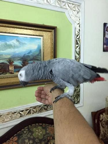 Cute Parrots for Sale in Charlotte, North Carolina Classified ...