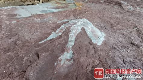 四川古蔺侏罗纪地层发现极罕见恐龙足迹化石 是亚洲首次记录蜥脚类足迹新属 - 神秘的地球 科学|自然|地理|探索
