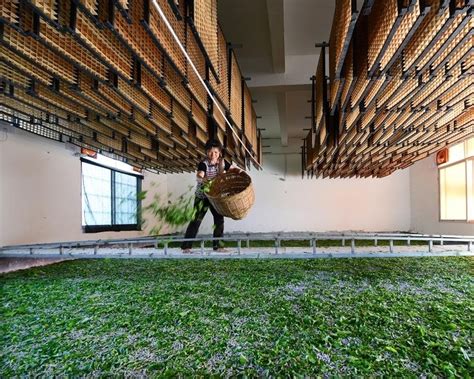 广西河池大力发展茧丝绸产业 重点打造全产业集群 - 城市生活网