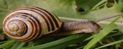 蜗牛用什么呼吸，蜗牛是益虫还是害虫-热聚社