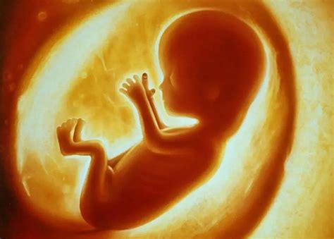 婴儿胎盘（科学家发现胎盘含微塑料）-幼儿百科-魔术铺
