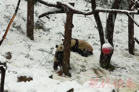 南京红山森林动物园大熊猫未恋先孕：假怀孕蹭来“真伺候” - 旅游资讯 - 看看旅游网 - 我想去旅游 | 旅游攻略 | 旅游计划