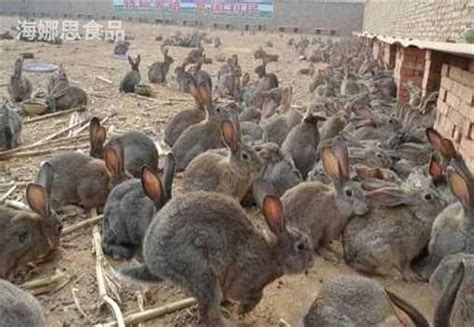 【兔子养殖】兔子怎么人工养殖