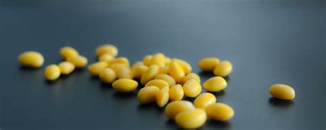 黄豆的作用与功效及禁忌 黄豆的优点缺点介绍_知秀网