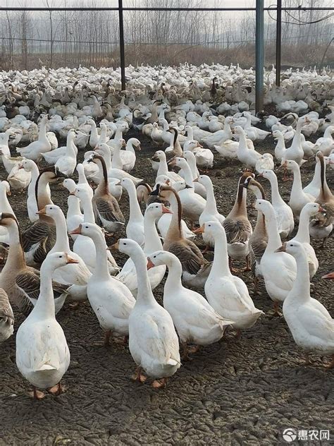 肉鹅养殖注意事项，首先要挑选优质的种鹅 - 农敢网