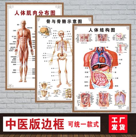[人体内脏解剖系统示意图 - 医学宣传挂图人体器官心脏，结构图医院海报]- 轻舟网