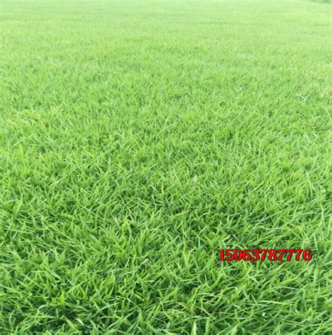 供应优质护坡草坪种子高羊茅种子耐寒耐高温免修剪易种植品种齐全-阿里巴巴