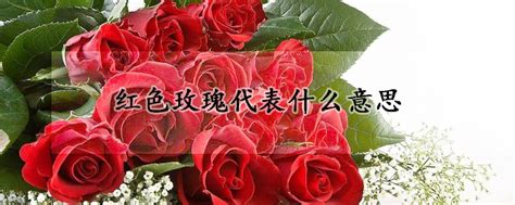 33朵红玫瑰的花语是什么？33朵红玫瑰代表什么意思？-六朵花