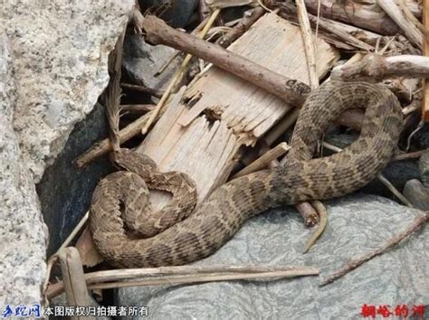 中国最大的蟒蛇（中国最大的蛇在哪里长什么样）_灵呼网