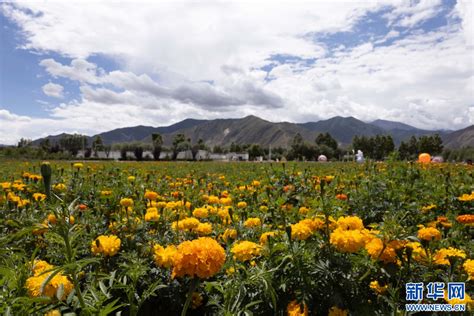 西藏琼结：技能培训助农牧民增收致富-人民图片网