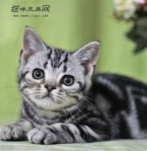 美国短毛猫活体CFA认证 赛级血统幼猫绿眼美短宠物猫幼猫