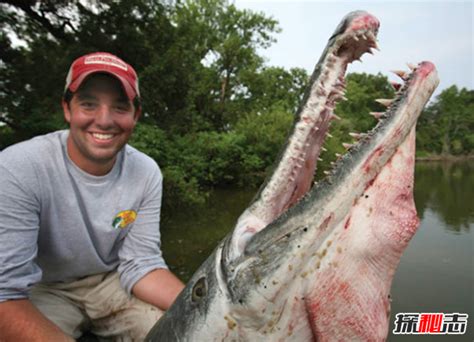 世界上最大的淡水鱼，生活在中国黑龙江，最重的达2000斤！