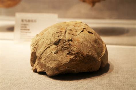 旧石器时期水龟化石,文物考古,文化艺术,摄影素材,汇图网www.huitu.com