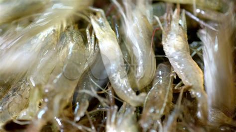 厂家批发 淡干银鱼 单冻山坑鱼供应 散冻淡水青虾加工