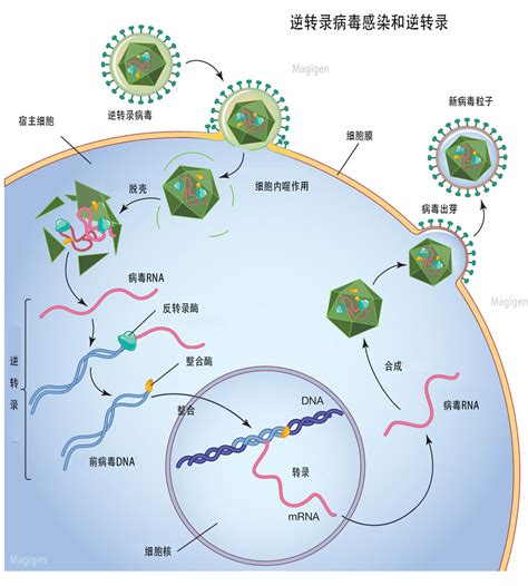 为什么病毒的组装是在细胞核里，病毒的DNA或RNA是如何增殖的？