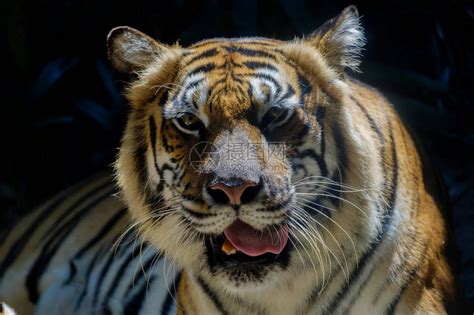 在拍照时镜头里突然出现一只野生老虎，对着镜头呲牙咧嘴的微笑